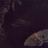 Oil Paintings on Linen Claudia Kleedfeld